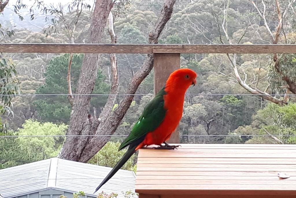Katoomba Falls Cottage ภายนอก รูปภาพ