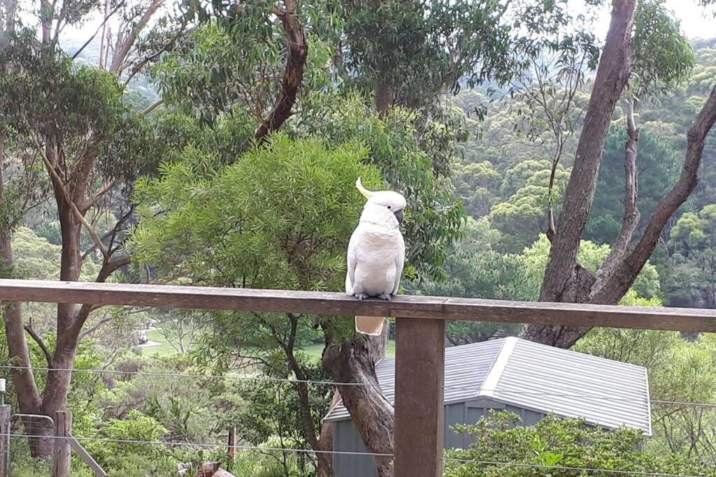 Katoomba Falls Cottage ภายนอก รูปภาพ